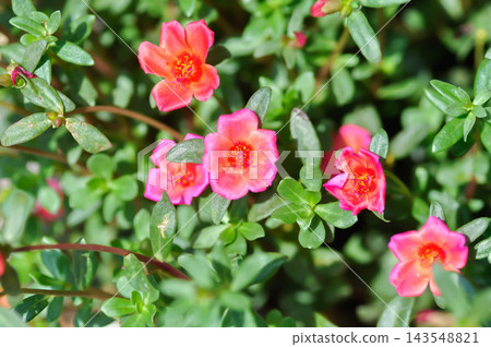 Common Purslane, Little Hogweed, Pigweed or Portulaca grandiflora or Portulaca oleracea L or Portulaca umbraticola Kunth and hybrid or Portulacaceae, Pusley or Verdolaga or pink flower 143548821