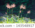 秋日山麓的蒲葦穗為景色增添了色彩。 143548917
