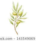 Green olive branch with ripe fruits and leaves watercolor illustration isolated on white. Mediterranean botanical food drawing in light pastel colors and elegant style for organic plant oil designs 143549069