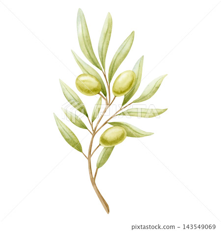 Green olive branch with ripe fruits and leaves watercolor illustration isolated on white. Mediterranean botanical food drawing in light pastel colors and elegant style for organic plant oil designs Green olive branch with ripe fruits and leaves watercolor illustration isolated on white. Mediterranean botanical food drawing in light pastel colors and elegant style for organic plant oil designs 143549069