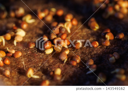 Sprouting seeds on natural fiber growing mat Sprouting seeds on natural fiber growing mat 143549162