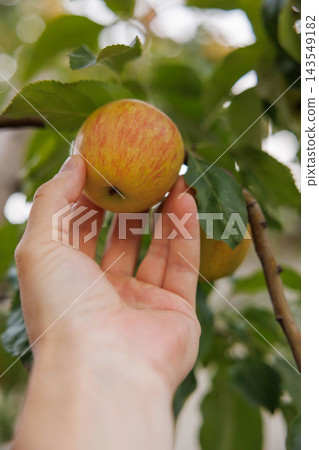 Hand picking ripe apple from tree branch 143549182