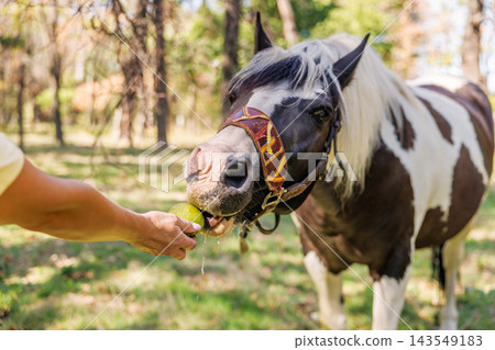 Piebald horse eating apple from person's hand outdoors Piebald horse eating apple from person's hand outdoors 143549183