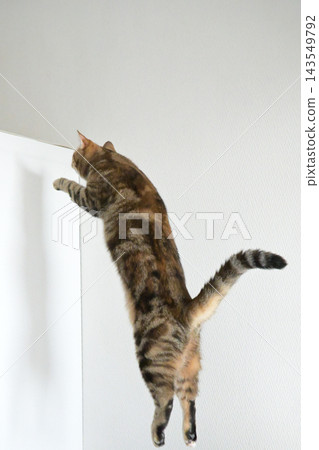 American Shorthair playing by jumping dynamically indoors American Shorthair playing by jumping dynamically indoors 143549792