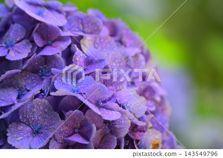 藍色繡球花 藍色繡球花 143549796