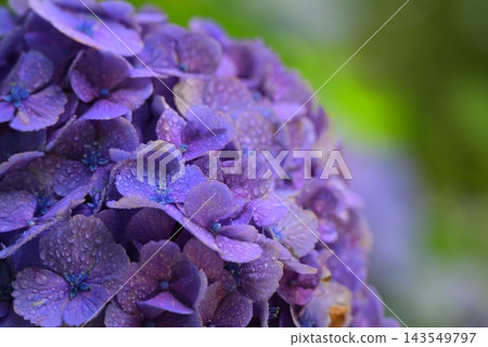 繡球花在雨中濕潤 繡球花在雨中濕潤 143549797