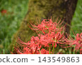 Crimson higambana 143549863