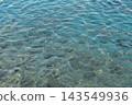 Lake Tazawa, Akita Prefecture: The surface of the lake and the schools of fish. 143549936