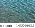 Lake Tazawa, Akita Prefecture: The surface of the lake and the schools of fish. 143549938