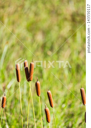 A landscape of cattail spikes and clusters of wildflowers, signaling the arrival of autumn. A landscape of cattail spikes and clusters of wildflowers, signaling the arrival of autumn. 143550117