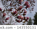 Magnolia 143550131