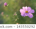 花園宇宙 143550292