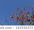 Red berries and autumn leaves against a blue sky. 143550372