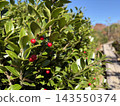 Shiny leaves and red berries found on Mount Nasu 143550374