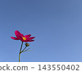 Pink cosmos flowers blooming against a blue sky and copy space 143550402