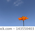 Orange cosmos flowers blooming against a blue sky and copy space 143550403