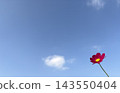Pink cosmos flowers blooming against a backdrop of clouds and blue sky. 143550404