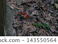 螃蟹回到了它的巢穴。 143550564