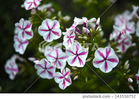 Red and white phlox in the summer garden. Phlox. A large red and white watch. 143550752