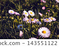 spring flower daisy macro shot of spring nature up close 143551122