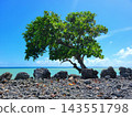 Lone Green Tree on Rocky Tropical Shore 143551798