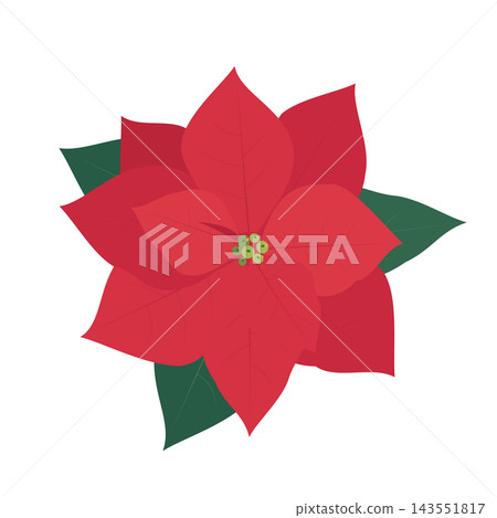 一品紅向量插圖，帶有紅色苞片和綠色葉片 143551817