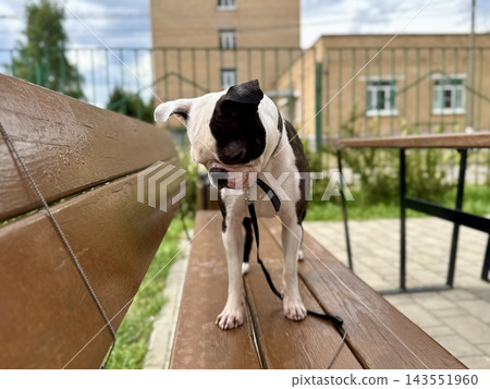 Chocolate and white Boston Terrier in courtyard near modern residential building, urban pet lifestyle and contemporary neighborhood concept. High quality photo Chocolate and white Boston Terrier in courtyard near modern residential building, urban pet lifestyle and contemporary neighborhood concept. High quality photo 143551960