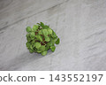 植物 143552197