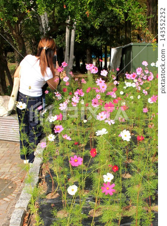 A girl taking photos with her smartphone of cosmos flowers at Tsurumi Ryokuchi Park, the site of the International Garden and Greenery Exposition. 143552252