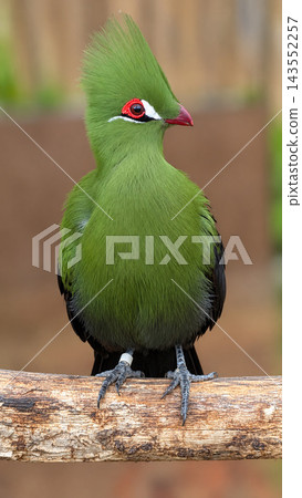 The turaco, a relative of the bird, is striking with its vibrant green feathers and red eyes. The turaco, a relative of the bird, is striking with its vibrant green feathers and red eyes. 143552257