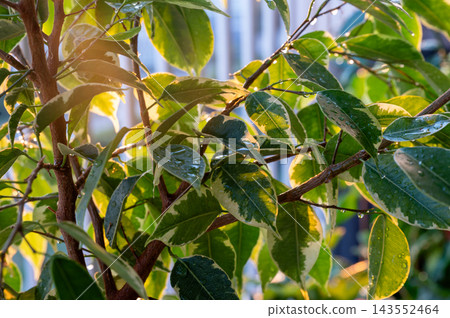 Sunlit Green Leaves With Dewdrops on a Balcony. A close up of sunlit green leaves with dewdrops on a balcony plant at golden hour, a fresh detail of urban gardening and eco friendly green living on a  143552464