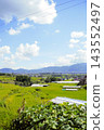 Green terraced rice fields and mountain ranges stretching around Changu Narayan, Nepal 143552497