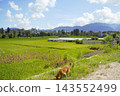 Changu Narayan, Nepal: Rice paddies and mountain ranges in summer. 143552499