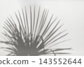 Soft palm leaf shadows on white wall with copy space. 143552644