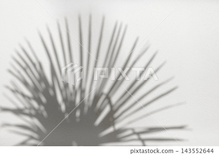 Soft palm leaf shadows on white wall with copy space. Soft palm leaf shadows on white wall with copy space. 143552644