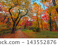 Colorful autumn forest dense red gold canopy tall slender trees vivid fall foliage daylight. Seasonal nature landscape print. Cozy fall hike scenic 143552876
