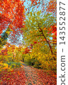 Spectacular autumn forest fiery red orange canopy tall trees glowing warm fall light path. Scenic nature landscape print poster. Cozy woodland wall art backdrop 143552877