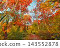 Glowing autumn forest golden amber canopy tall trees warm backlit fall light dense woodland. Wellness seasonal mindful nature. Calm cozy wall art background 143552878