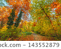 Colorful autumn forest dense red gold canopy tall slender trees vivid fall foliage daylight. Seasonal nature landscape print art. Cozy woodland wallpaper backdrop 143552879