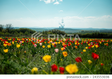 Yellow and red tulips foreground with power station distance. Close foreground of yellow and red tulips with power station cooling towers visible in hazy distance beyond green countryside, nature vers Yellow and red tulips foreground with power station distance. Close foreground of yellow and red tulips with power station cooling towers visible in hazy distance beyond green countryside, nature vers 143553036