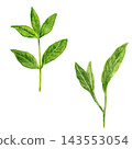 Fresh tea leaves, hand-painted in watercolor. 143553054