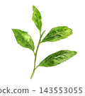 Fresh tea leaves, hand-painted in watercolor. 143553055