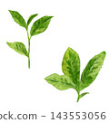 Fresh tea leaves, hand-painted in watercolor. 143553056