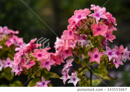 Light pink phlox flowers. Large pink phlox flowers. Garden flowers. Light pink phlox flowers. Large pink phlox flowers. Garden flowers. 143553067