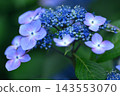 Gaku hydrangea 143553070