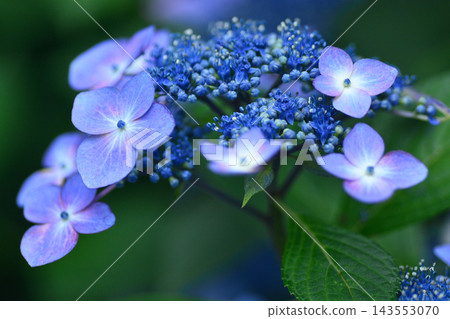 Gaku hydrangea Gaku hydrangea 143553070