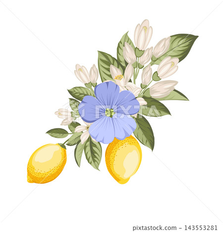 Botanical arrangement with lemons, flax flowers and citrus blossoms. Vector floral illustration. Botanical arrangement with lemons, flax flowers and citrus blossoms. Vector floral illustration. 143553281