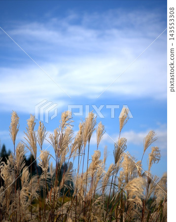 秋日晴朗的蒲葦草(高比 4:3) 秋日晴朗的蒲葦草(高比 4:3) 143553308