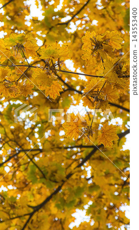Golden Autumn Maple Tree Canopy with Seeds Low Angle Golden Autumn Maple Tree Canopy with Seeds Low Angle 143553400