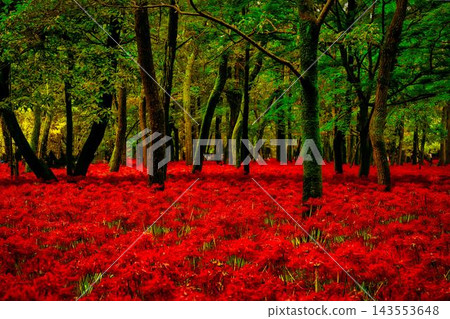 開花在森林裡的群孤挺花 開花在森林裡的群孤挺花 143553648
